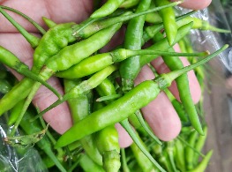 พริกขี้หนูสวน(เชียงใหม่) (เขียวล้วน)