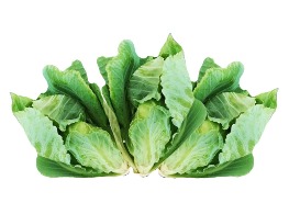 แขนงคะน้า