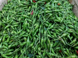 พริกขี้หนูสวนหอม (เขียวล้วน)