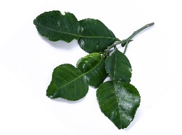 ใบมะกรูด