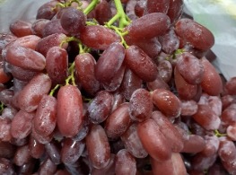 องุ่นแดงไร้ออส