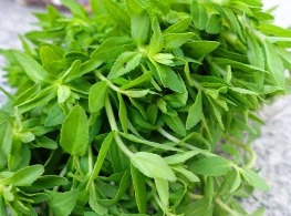 ผักแขยง