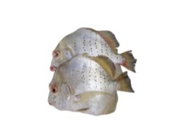 ปลาใบปอสด