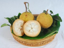 กระท้อนปุยฝ้าย