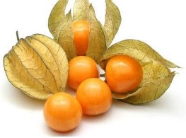 เคพกูสเบอร์รี่