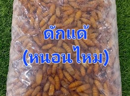ดักแด้ (หนอนไหม)
