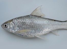 ปลาสร้อยสด