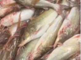 ปลากดสด