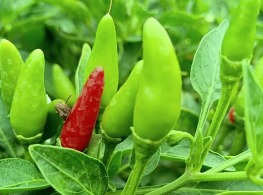 พริกขี้หนูสวน ตุ้ม (เขียวล้วน)