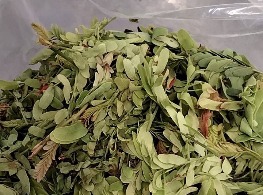 ใบมะขามอ่อน