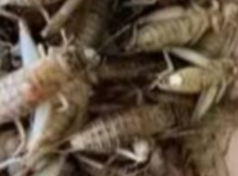 แมงสะดิ้ง