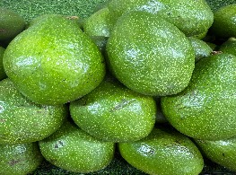 อาโวคาโด พันธุ์ พื้นเมืองปากช่องโคราช85