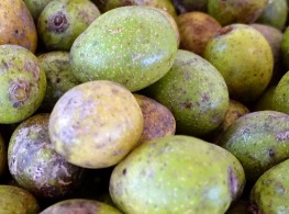 มะกอกป่า