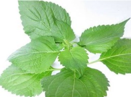 ใบยี่หร่า