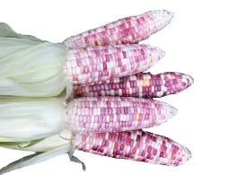 ข้าวโพดขาวชมพู