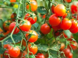 มะเขือส้ม / มะเขืออีเป๋อ / มะเขือช่อ / มะเขือเปรี้ยว / มะเขือเครือ / ส้มยอ