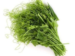 ยอดฟักแม้ว