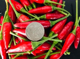 พริกขี้หนูสวน เม็ดเล็ก (แดงล้วน)