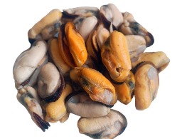 หอยแมลงภู่