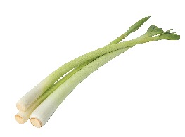 ต้นกระเทียม