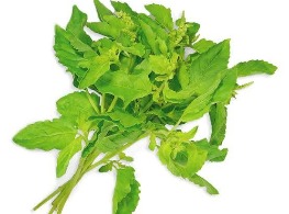 กะเพราบ้าน