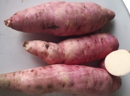 มันกระต่าย