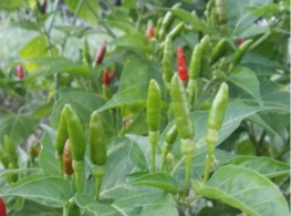 พริกขี้หนูสวนกาญจนบุรี (เขียวล้วน)