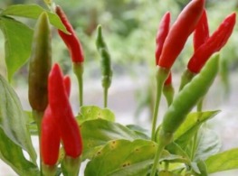 พริกขี้หนูสวนกาญจนบุรี (แดงล้วน)