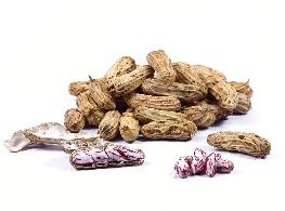 ถั่วลิสงเกษตรดิบ (ถั่วลายเสือ)