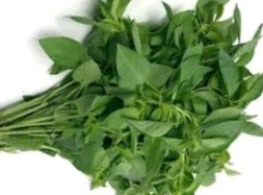 ใบแมงลัก