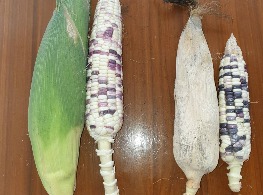 ข้าวโพดข้าวเหนียวม่วง