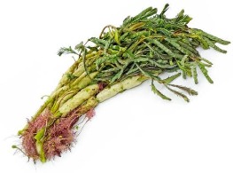 กระเฉดมัด