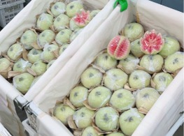 ฝรั่งหงส์เป่าสื่อ