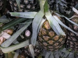 สับปะรดสวนผึ้ง