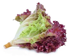 เรดคอรัล