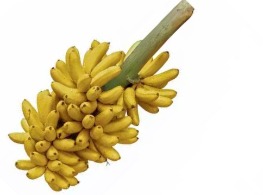 กล้วยไข่กำแพงเพชร