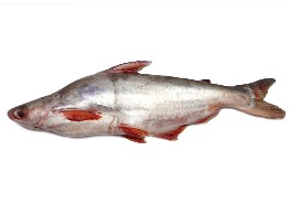 ปลาสวายสด