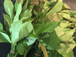 ใบเหลียง