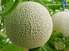 เมล่อนญี่ปุ่น