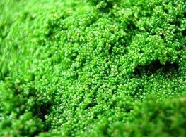 ไข่น้ำ (ผำ)