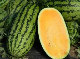 แตงโมสีส้ม ควีนเลดี้