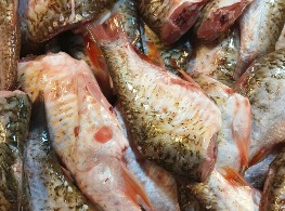 ปลาตะเพียนตัวเล็กตัดหัว