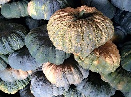 ฟักทองภูพิงค์