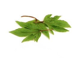 ใบกระเจี๊ยบ