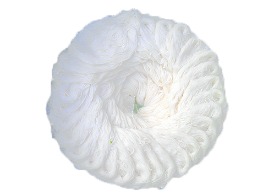 ขนมจีนเส้นสด