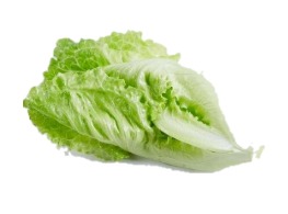 ผักกาดหอมจีน