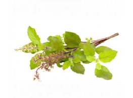 กะเพราแดง