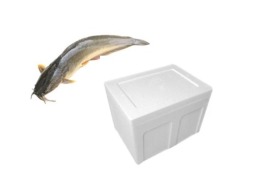 ปลาดุกสด+กล่องโฟม