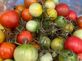 มะเขือช่อ,มะเขือเปรี้ยว,มะเขือส้ม,บะเขือส้ม,มะเขือเครือ,หมากเขือเครือ,เขือส้ม,ส้มยอ