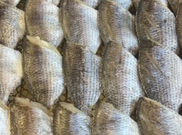 ปลานิลแดดเดียว